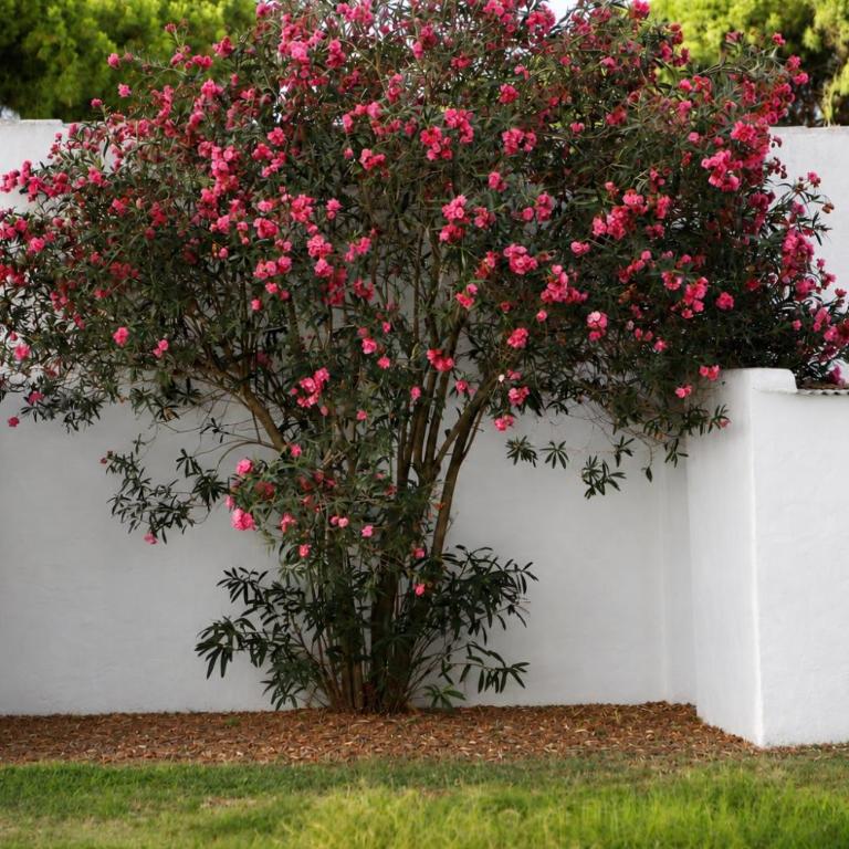CALMA GANESHA Apartamento con piscina y jardín en Chiclana - Apartamento de 1 dormitorio - 29