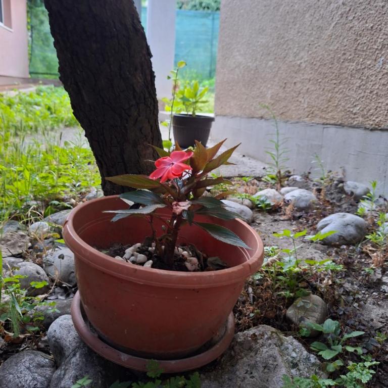 Apartman Mickey - Standardna Dvokrevetna Soba sa Bračnim Krevetom - 3