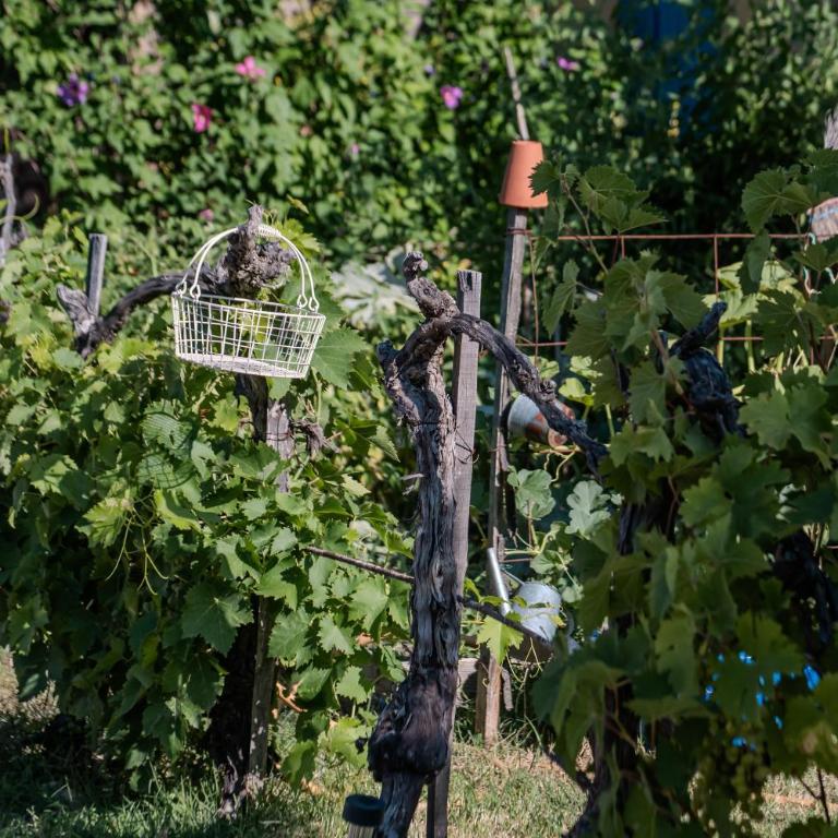 Tamaris Les Floralies en Provence - Haus mit 2 Schlafzimmern - 19