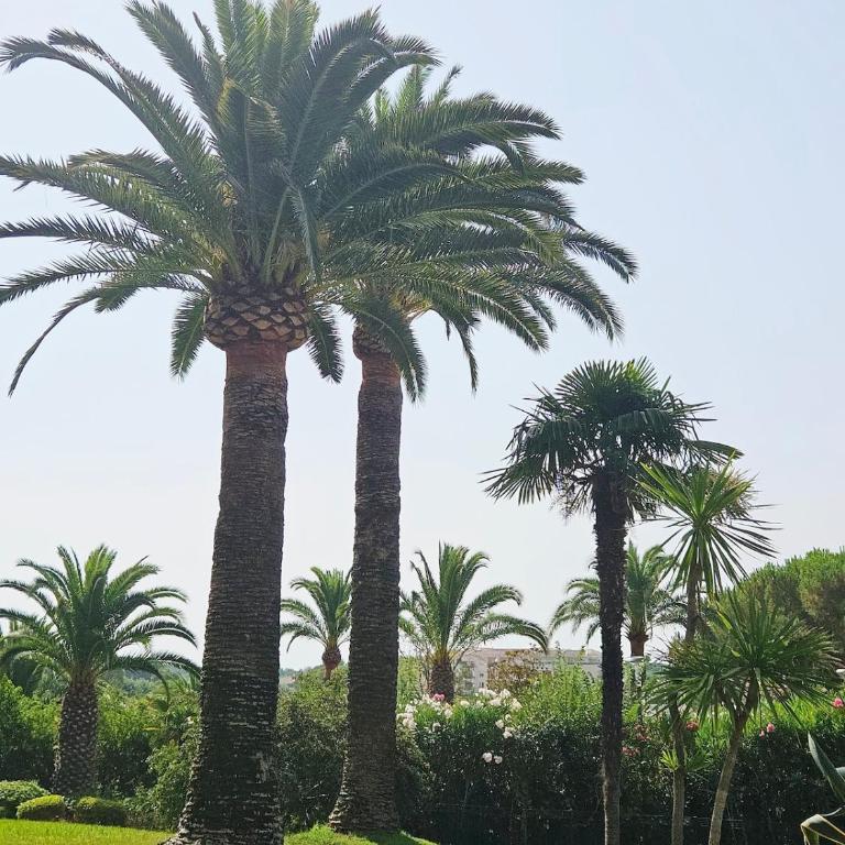 Marina Mandelieu - Stylish French Riviera Retreat - Studio - 23