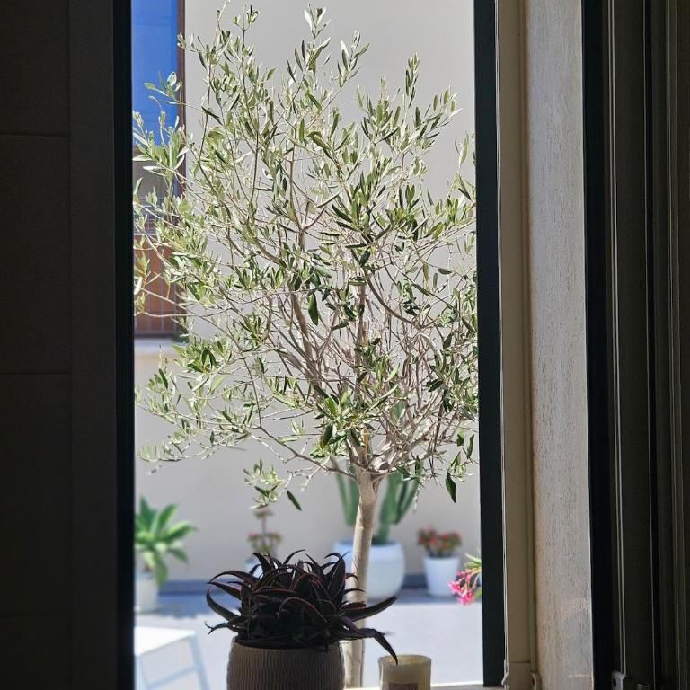 Terrazza Oasi - Appartamento con 3 Camere da Letto - 32