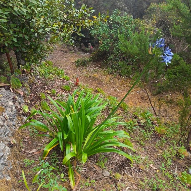 Finca El Sanguino - Casa - 16