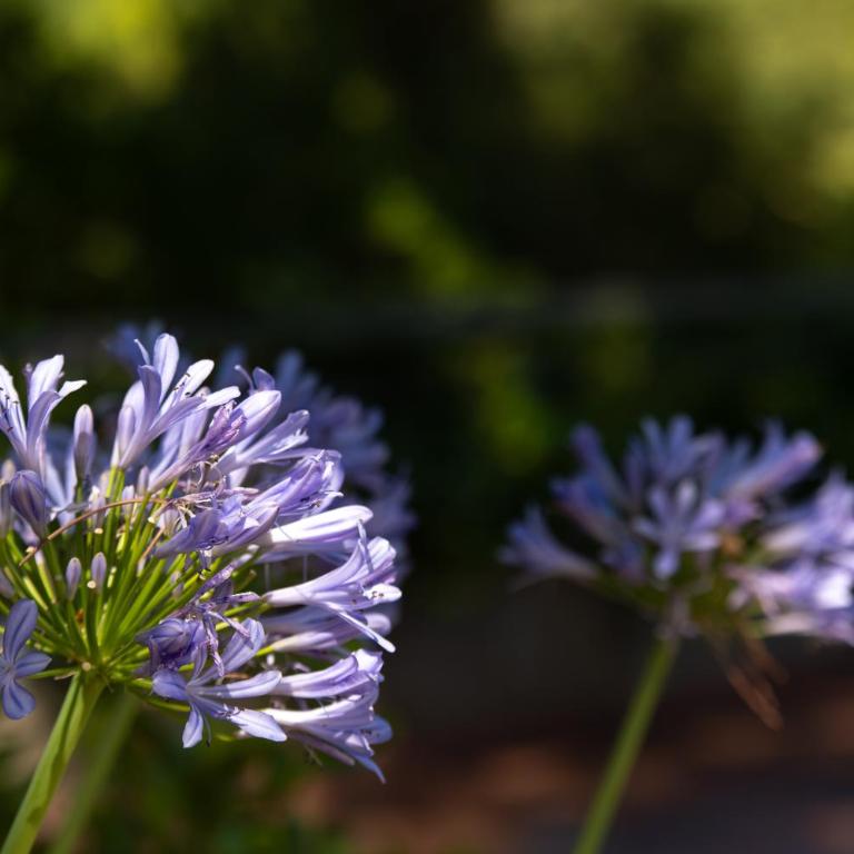 Prepo Green Escape - Appartamento con Giardino - Appartamento con 1 Camera da Letto - 4