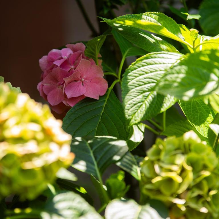 Prepo Green Escape - Appartamento con Giardino - Appartamento con 1 Camera da Letto - 45