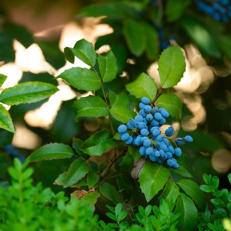 Prepo Green Escape - Appartamento con Giardino - Appartamento con 1 Camera da Letto - 36
