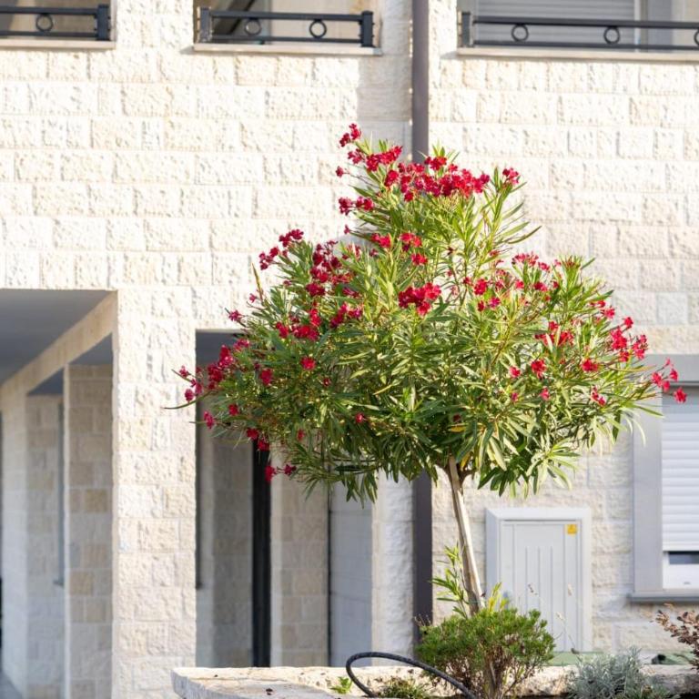 Villa Bari - Deluks Apartman sa 1 Spavaćom Sobom i Pogledom na Grad - 56