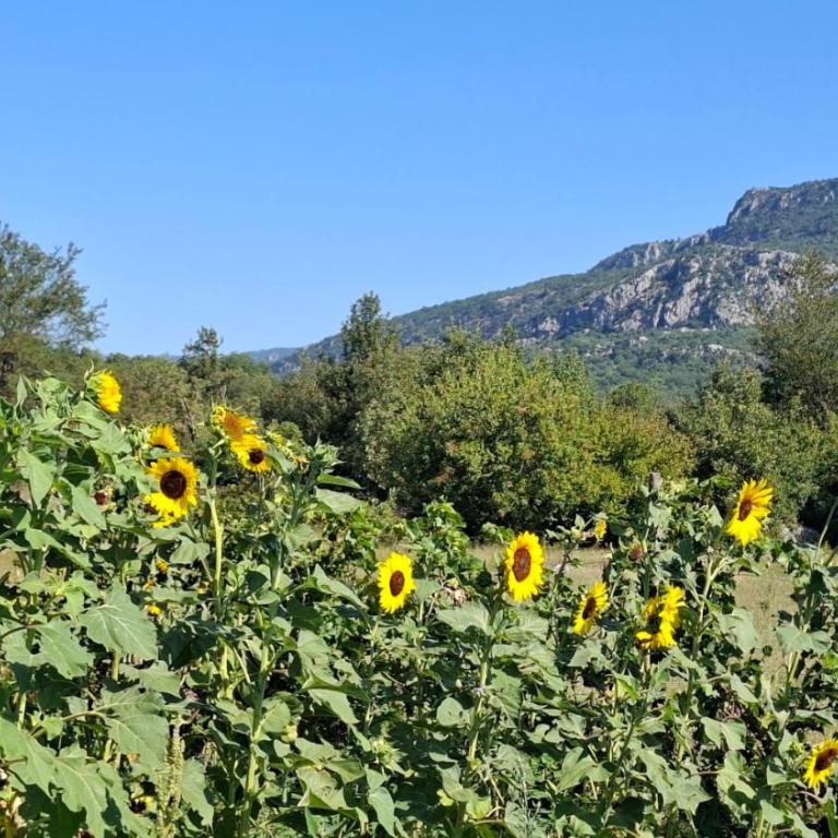 Ethno home 14 - Montenegro - Kuća sa 1 Spavaćom Sobom - 16