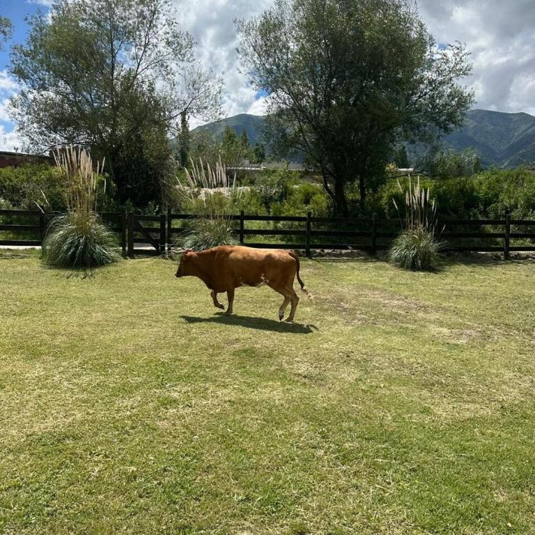 Casa en barrio Los Castaños, Tafi del Valle - Casa de 4 dormitorios - 22