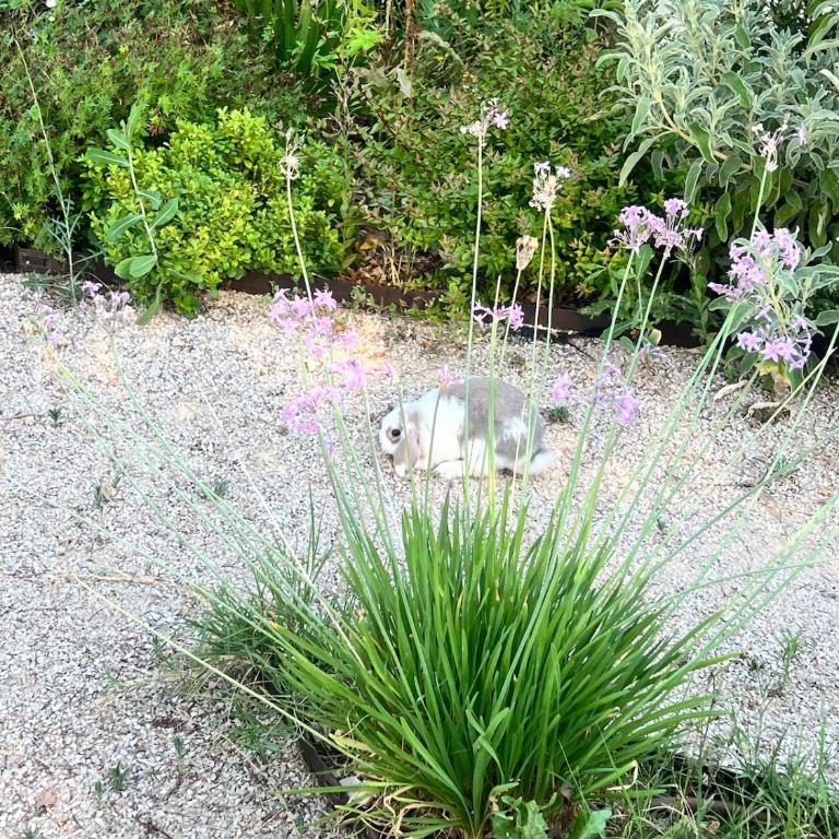 Provençal Villa with gym sauna, 5 min walk Valbonne - Villa - 54