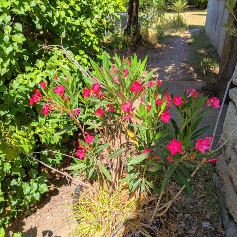 Le mas des Lilas - Appartement - 13
