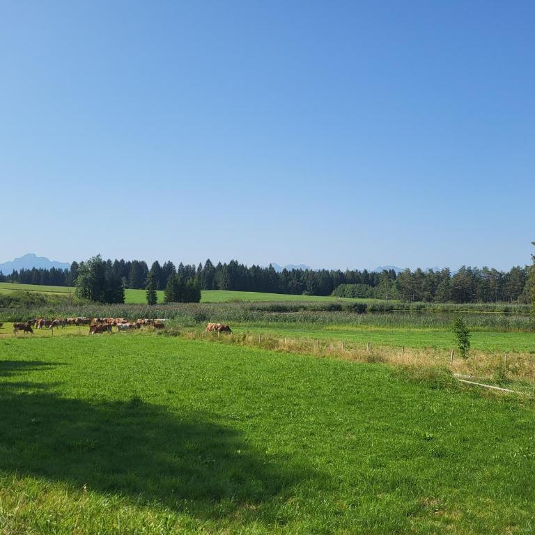 Ferienhof Winkler - Apartment - 25
