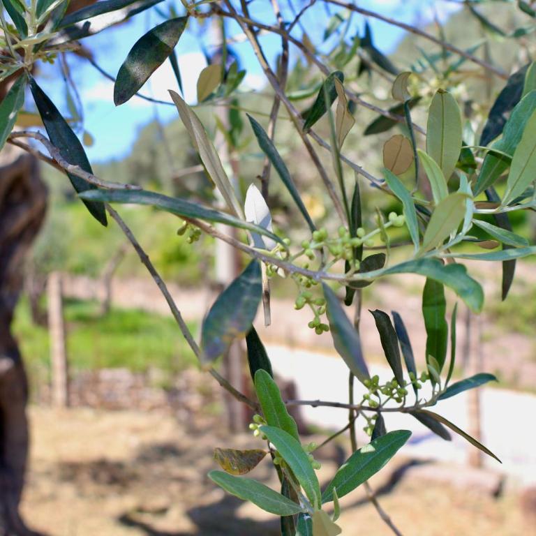 Olive Escape - Villa mit 1 Schlafzimmer - 38