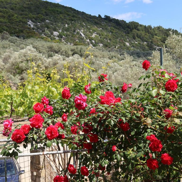 Olive Escape - Villa mit 1 Schlafzimmer - 39