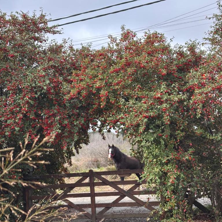 Quinta Ecuador Tandil - Two-Bedroom House - 43