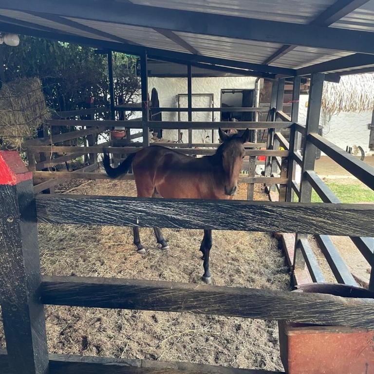 Rancho cazahuates - Villa - 58
