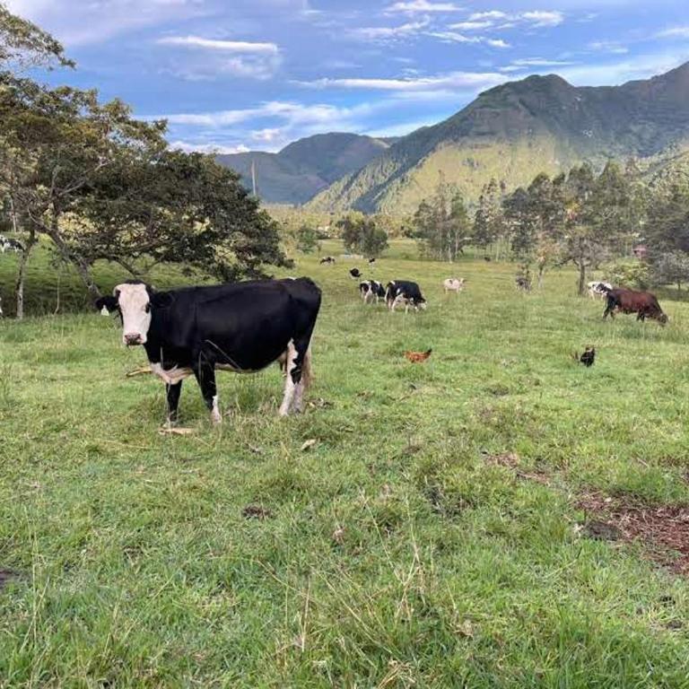 EcoStay Dos de Mayo - Habitación Doble con vistas a la montaña - 2