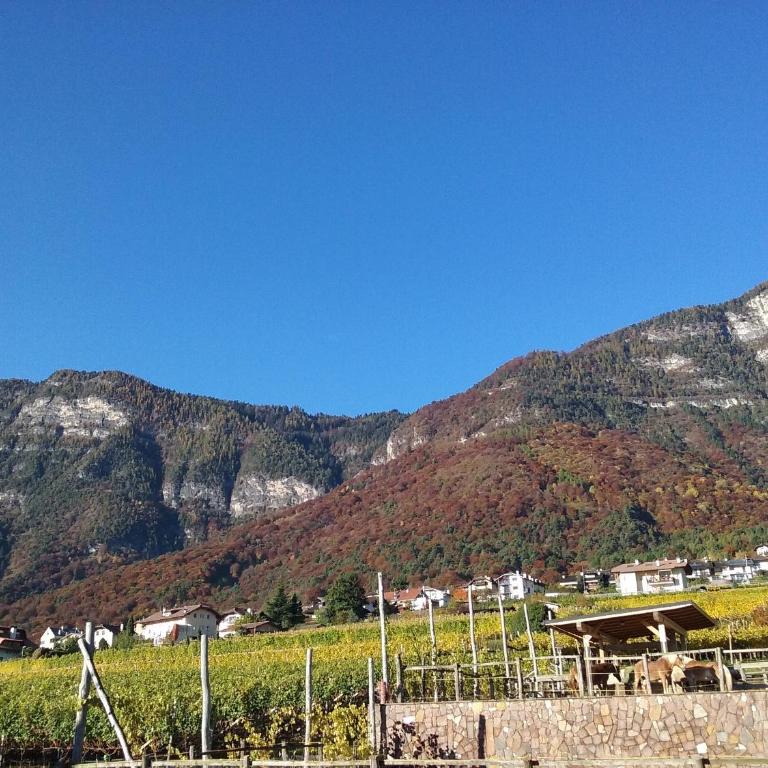 Wiesmüllerhof - Appartamento con Vista Montagna - 1