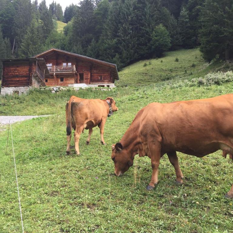 Chalet Philomena - Chalet - 11