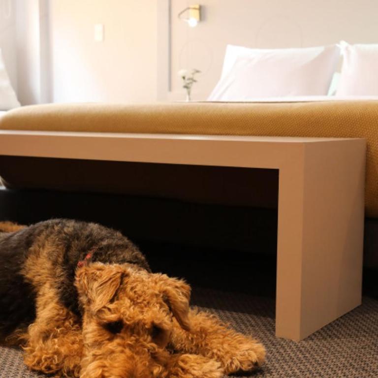 Modern Comfort in the Heart of Zona G 202 - Apartamento de 1 dormitorio - 16