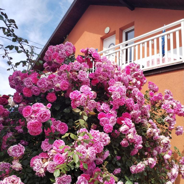 Sanlej Apartman - Apartman sa 1 Spavaćom Sobom - 14