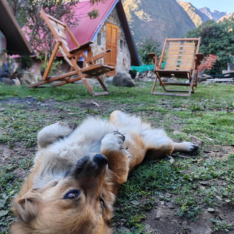 Ebenezer Salkantay Huts - Twin Room - 8
