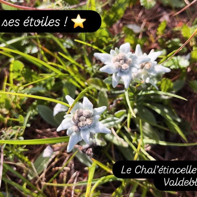 Le Chal'étincelle - Chalet 1 Chambre - 37