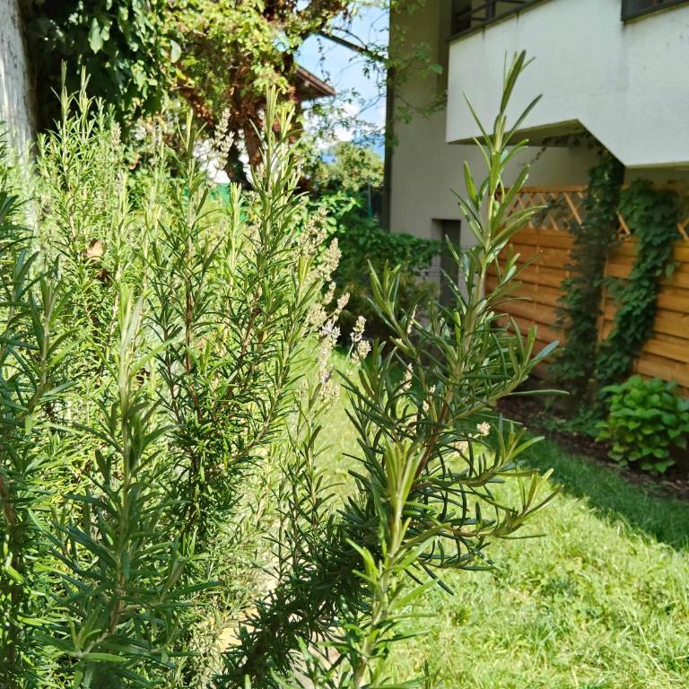 Vinlauris - Appartamento con 1 Camera da Letto e Vista Giardino - 10