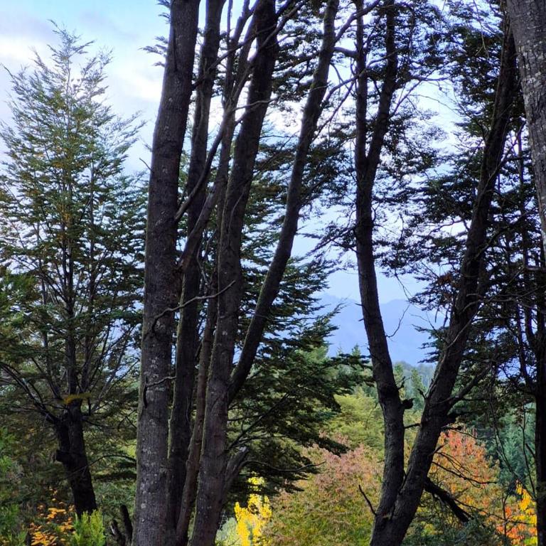 Bosque Cipreses Sur - One-Bedroom House - 25