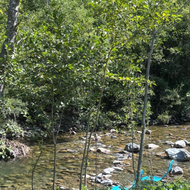 Riverwood Luxury Cabins - Chalet mit 2 Schlafzimmern - 32