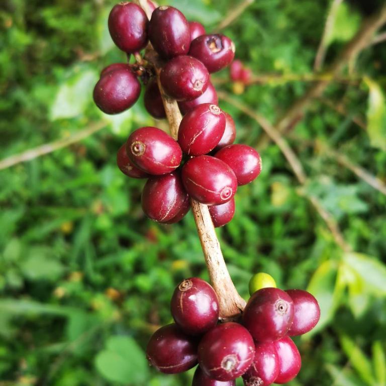 FINCA CAFETERA BIEN UBICADA Monetenegro-Circasia - Casa de 3 dormitorios - 3