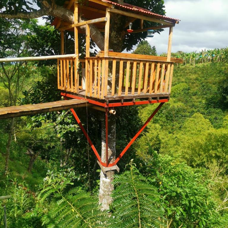 FINCA CAFETERA BIEN UBICADA Monetenegro-Circasia - Casa de 3 dormitorios - 8