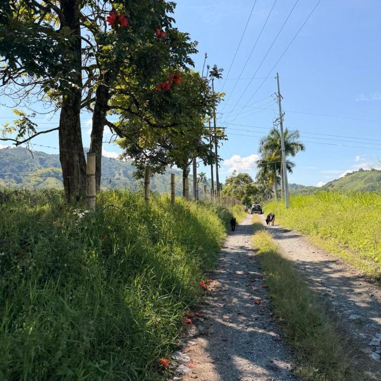Beautiful house in the coffee region - Villa - 39