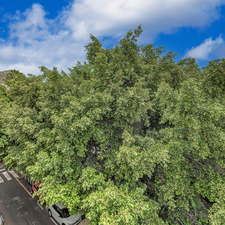 Tenerifeopenhome historic center - Apartamento de 2 dormitorios - 45