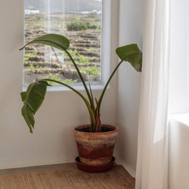 Canaryislandshost I Camellera - Apartamento con vistas a la piscina - 14
