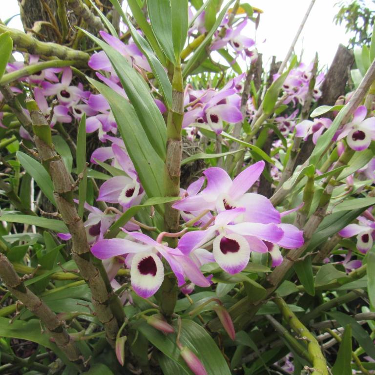 Casa de huéspedes cochera cubierta - Apartamento de 1 dormitorio - 65