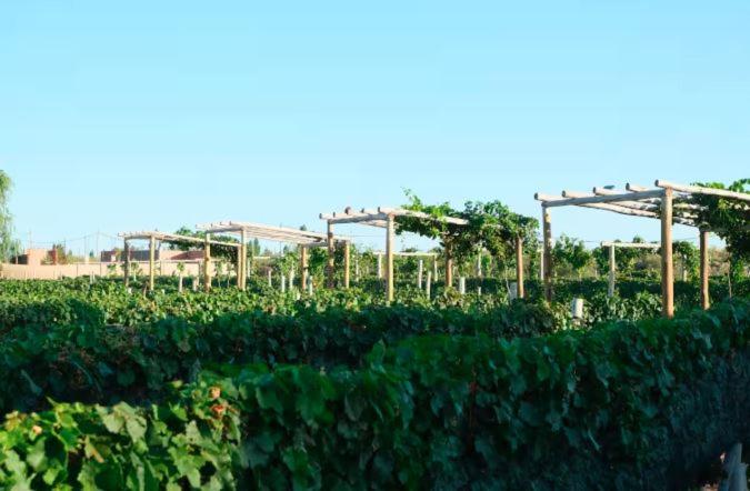 Rincon del Malbec - Chalet Superior - 7