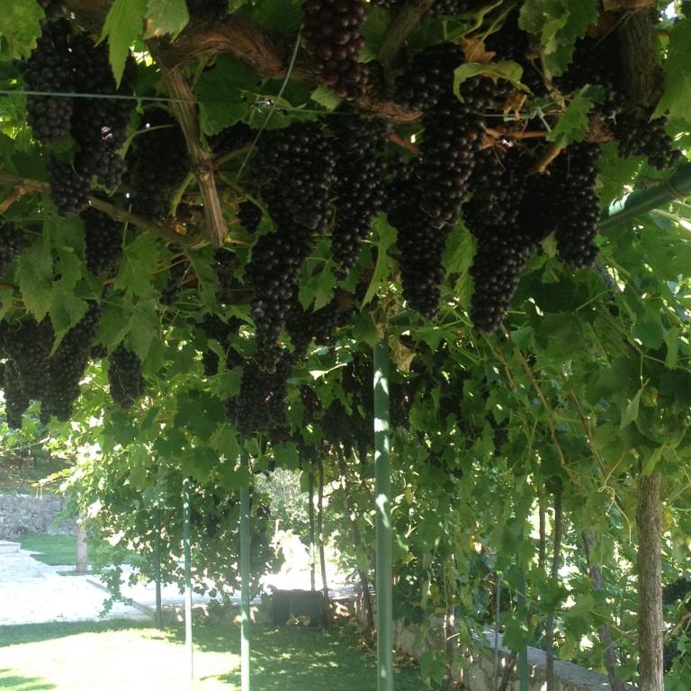 Green Silence - Vuk - Apartman sa 2 Spavaće Sobe - 22