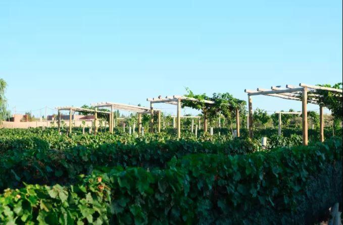 Rincon del Malbec - Casa de 2 dormitorios - 8