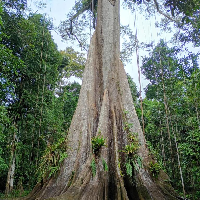 Amazon Lodge and Expeditions - Bungalow - Frente al agua - 26