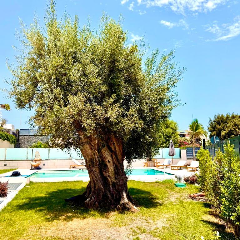 Scialai BougainVilla - Villa con 1 Camera da Letto - 9