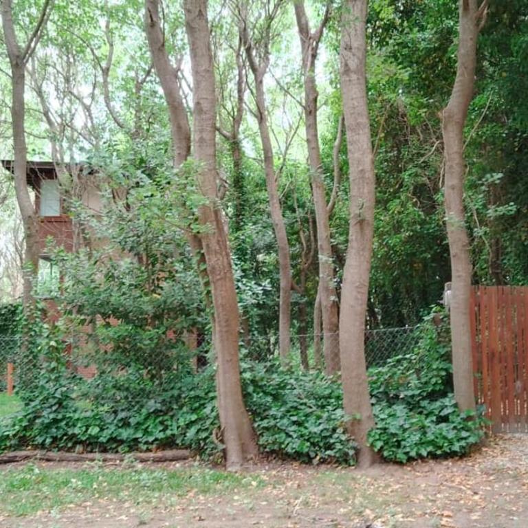 Casas del Arbol 2 - Casa de 2 dormitorios - 4
