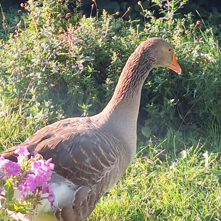 Südsteirisches HOFGLÜCK das XXL Ferienreich im 1 STOCK - Deluxe Suite mit Whirlpool-Badewanne - 39