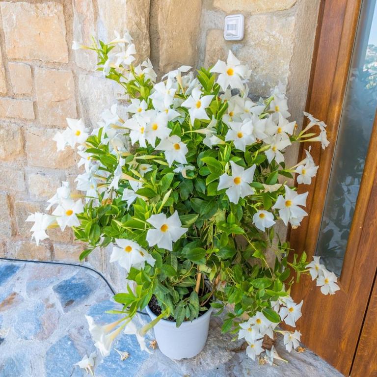 Top Villa on frontline of the Mediterranean - Villa - 8