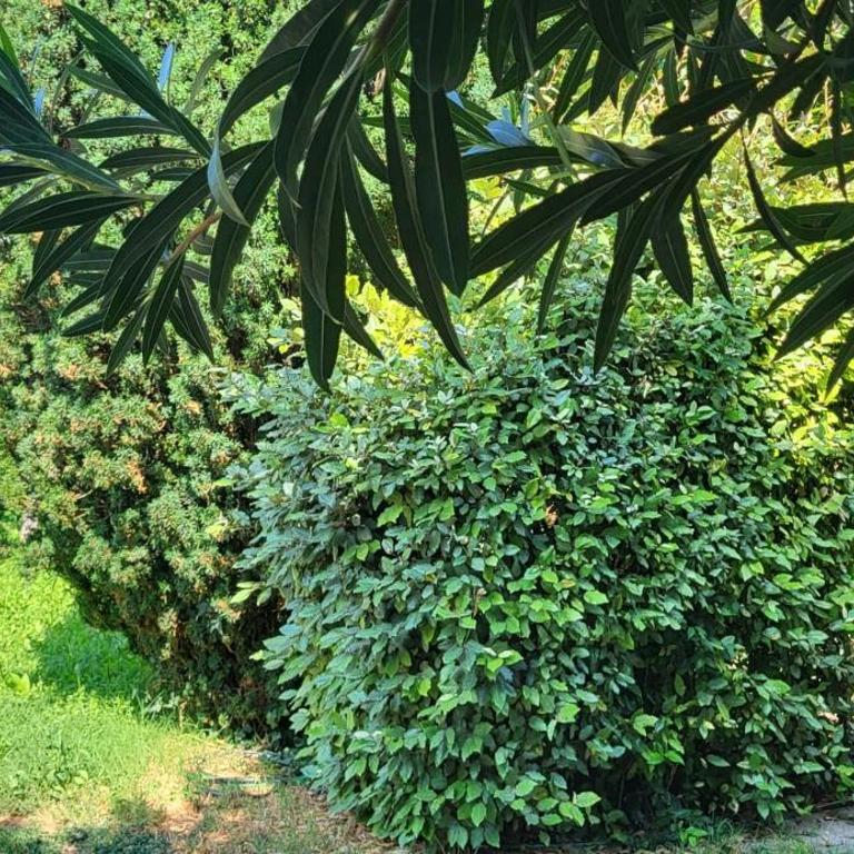 studio cosy avec coin jardin - Appartement 2 Chambres - 16