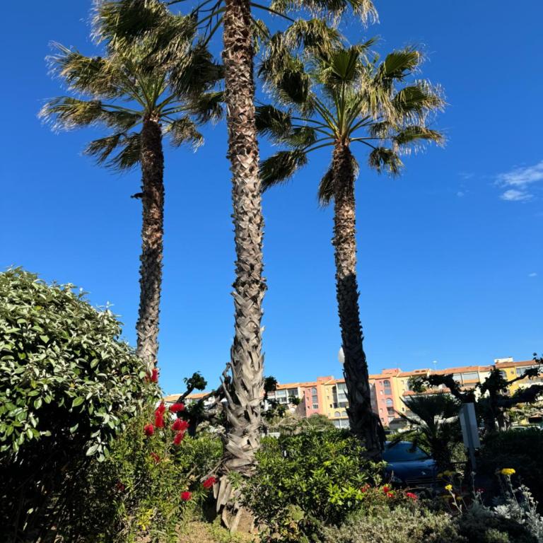 Charmant T2 proche port ! Terrasse plancha wifi ! - Apartment mit 1 Schlafzimmer - 21