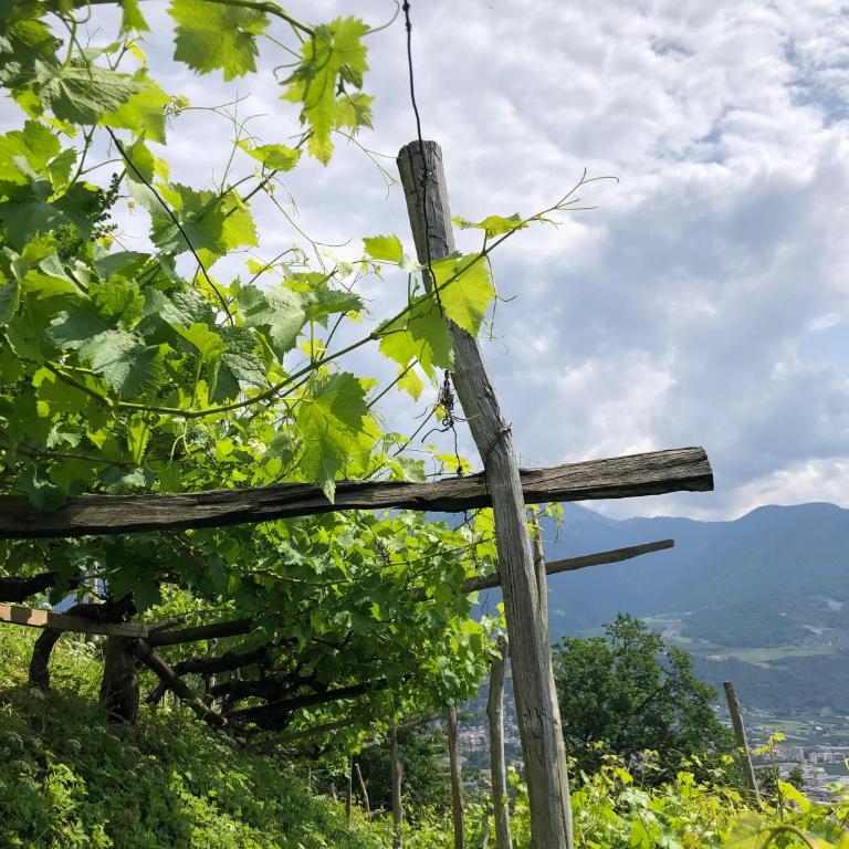 Der Luemerhof I Urlaub auf dem Bauernhof mit Panoramablick - Appartamento con 1 Camera da Letto - 19