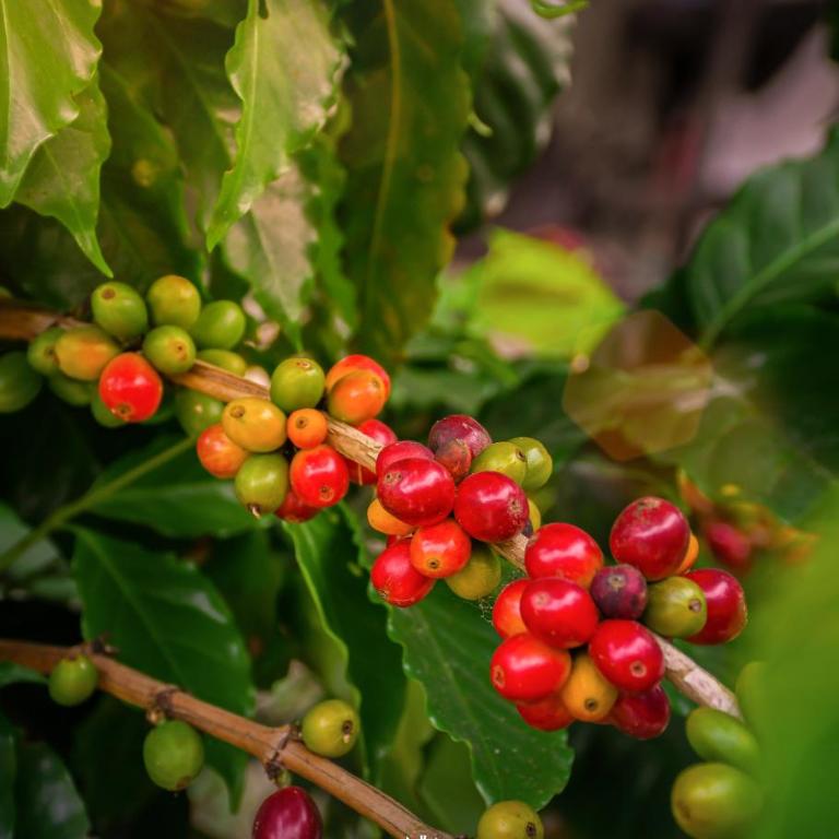 Finca Hotel karey -Quindio - Casa de 5 dormitorios - 43