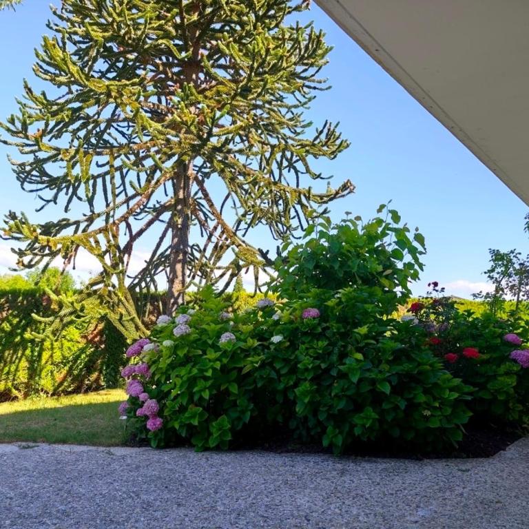 Appartement, rez de jardin avec piscine - Appartement 1 Chambre - 10