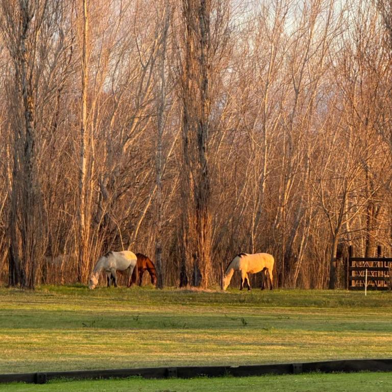 Casa en el campo - casa huéspedes en estupenda chacra de 10 ha - Casa de 2 dormitorios - 16