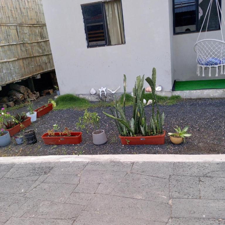 home of plants - Apartamento de 2 dormitorios - 17